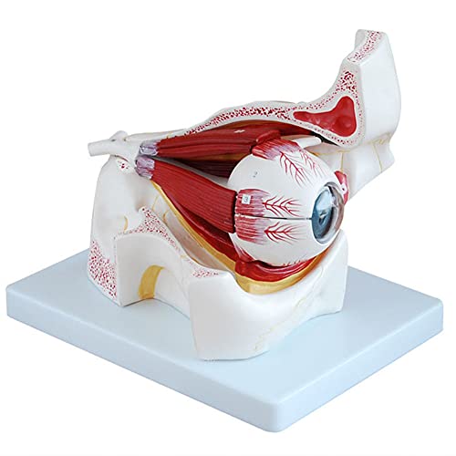 Eyeball Model, Human Eyeball and Eyelid Skeleton Model, Orbit Anatomical Study Display Teaching Resource Tool 3 Times Enlarged, for Science Classroom for School