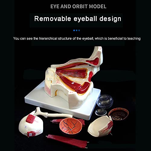 Eyeball Model, Human Eyeball and Eyelid Skeleton Model, Orbit Anatomical Study Display Teaching Resource Tool 3 Times Enlarged, for Science Classroom for School