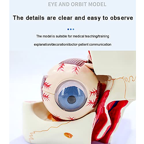 Eyeball Model Human Eyeball and Eyelid Skeleton Model Orbit Anatomical Study Display Teaching Resource Tool 3 Times Enlarged for Science Classroom for School