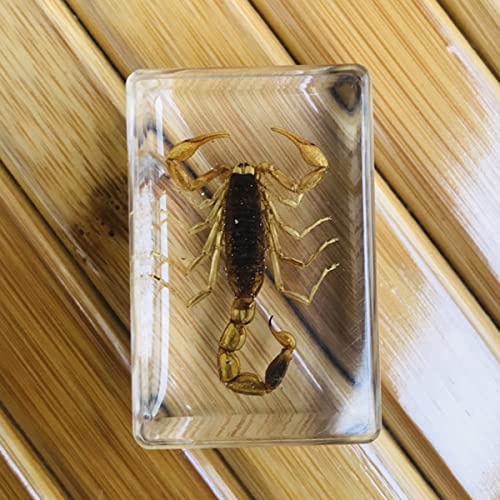 Gogh 8 PCS Muestras de Insectos, Muestra de Perched Taxidermia de Pisapiña Real Insecto, Adornos de Resina, Escorpiones, Escarabajo, para Enseñar Juguete de Observación, Regalo de cumpleaños