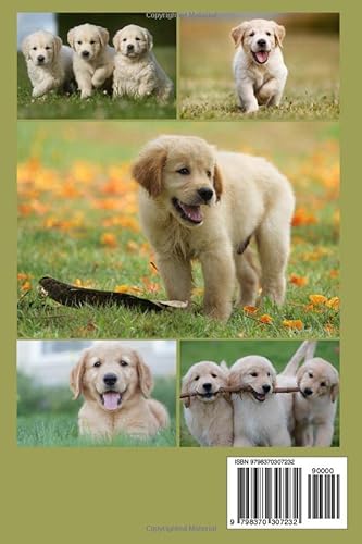 Golden Retriever Puppies Photo Book: Cute Doggies Colorful Photograph Album For All Ages To Unleash The Creativity Energy | Ideal Gift For Animal Lovers