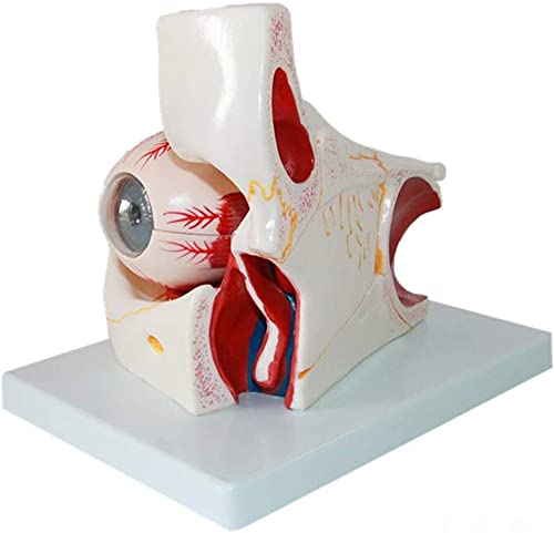 Human Eyeball Model Eye Model Sensory Organ Model Eyeball and Orbit Model Eye Enlarged Anatomy Model Medical Organ Model