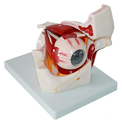 Human Eyeball Model Eye Model Sensory Organ Model Eyeball and Orbit Model Eye Enlarged Anatomy Model Medical Organ Model