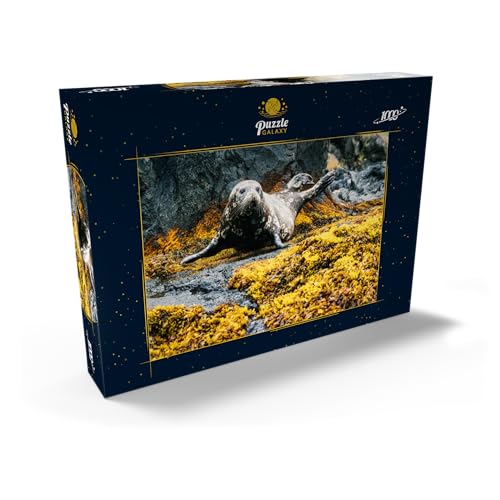 La Foca Steyneger, Foca En Tierra - Premium 1000 Piezas Puzzles - Colección Especial MyPuzzle de Puzzle Galaxy