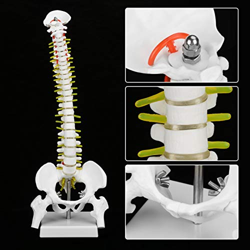 Oumefar Modelo biológico 45cm Columna Vertebral Humana Flexible anatómica Modelo de Curva Lumbar Vertebral anatomía Columna Vertebral Herramienta de enseñanza médica