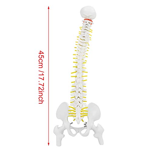 Oumefar Modelo biológico 45cm Columna Vertebral Humana Flexible anatómica Modelo de Curva Lumbar Vertebral anatomía Columna Vertebral Herramienta de enseñanza médica