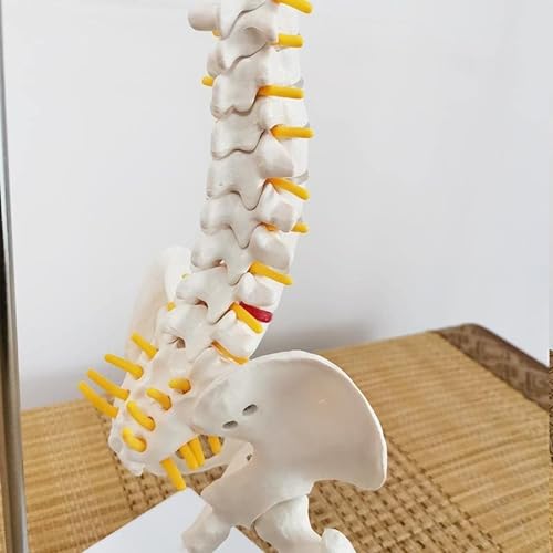 Oumefar Modelo biológico 45cm Columna Vertebral Humana Flexible anatómica Modelo de Curva Lumbar Vertebral anatomía Columna Vertebral Herramienta de enseñanza médica