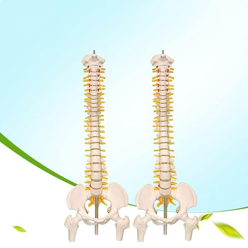 Oumefar Modelo biológico 45cm Columna Vertebral Humana Flexible anatómica Modelo de Curva Lumbar Vertebral anatomía Columna Vertebral Herramienta de enseñanza médica