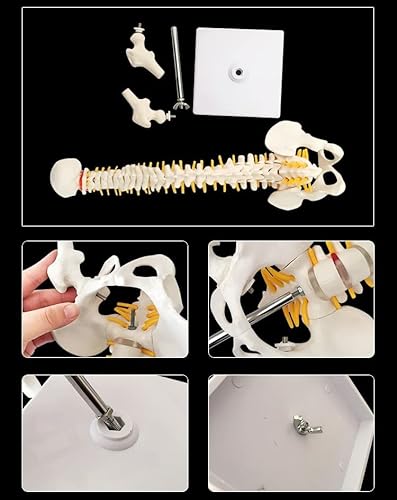 Oumefar Modelo biológico 45cm Columna Vertebral Humana Flexible anatómica Modelo de Curva Lumbar Vertebral anatomía Columna Vertebral Herramienta de enseñanza médica