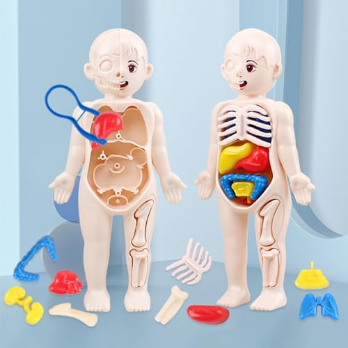 Shienfir Juguetes de anatomía para niños, modelo interactivo de cuerpo humano, 11 tarjetas de análisis, kits de ciencia de montaje de bricolaje, juguetes para niños y niñas de 3, 4, 5, 6, 7, 8 años,