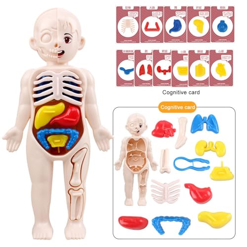 Shienfir Juguetes de anatomía para niños, modelo interactivo de cuerpo humano, 11 tarjetas de análisis, kits de ciencia de montaje de bricolaje, juguetes para niños y niñas de 3, 4, 5, 6, 7, 8 años,