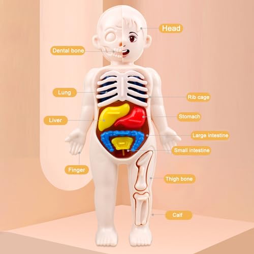 Shienfir Juguetes de anatomía para niños, modelo interactivo de cuerpo humano, 11 tarjetas de análisis, kits de ciencia de montaje de bricolaje, juguetes para niños y niñas de 3, 4, 5, 6, 7, 8 años,