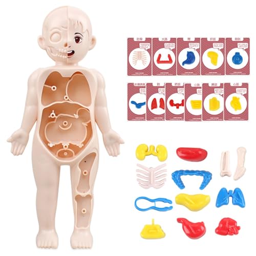 Shienfir Juguetes de anatomía para niños, modelo interactivo de cuerpo humano, 11 tarjetas de análisis, kits de ciencia de montaje de bricolaje, juguetes para niños y niñas de 3, 4, 5, 6, 7, 8 años,