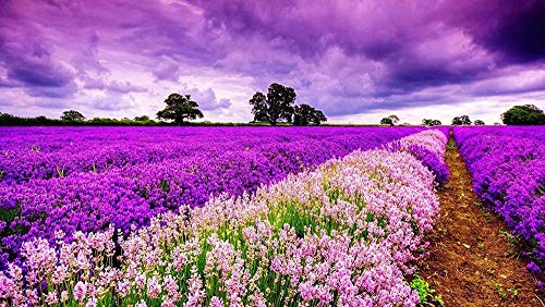 AMTTGOYY 1000 Piezas Cielo púrpura Provenza Flor de Lavanda Mar Flores Campo Atardecer Puesta de Sol Paisaje Juegos para Adultos Pintura al óleo de Madera Piso Rompecabezas