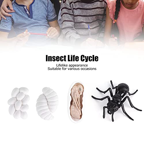 Ciclo de Vida de los Insectos, Ciclo de Vida de las Hormigas, Vinilo Multiusos, Apariencia Realista, Establo Práctico para la Educación para Proyectos Escolares(Hormigas M4183 (50,5 g))