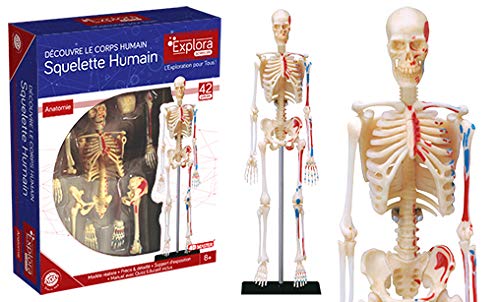 EXPLORA - Esqueleto - Anatomía del Cuerpo Humano - 546059 - Modelo Realista de 46 Piezas - Instrucciones de Ensamblaje y Cuestionario Educativo - Juego para Niños - Científico - A Partir de 8 años