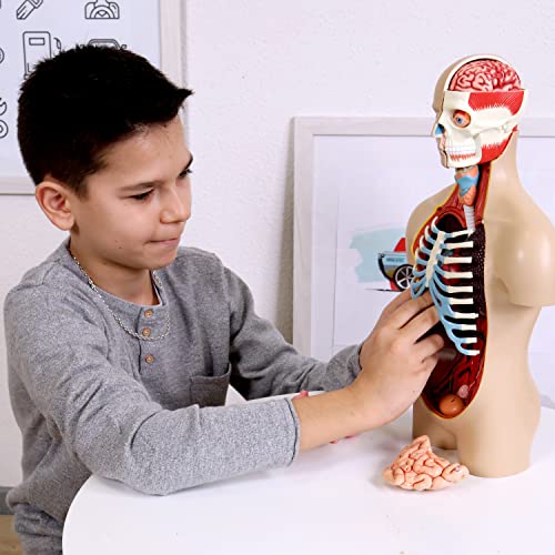 EXPLORA - Torso - Anatomía del Cuerpo Humano - 546080 - Modelo Realista de 54 Piezas - Instrucciones de Ensamblaje y Cuestionario Educativo - Juego para Niños - Científico - A Partir de 8 años