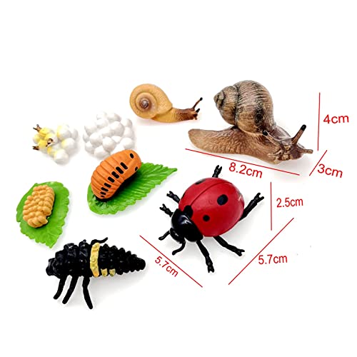 JZK 2 Juegos etapas Ciclo Vida Figuras Mariquita y Caracol, Ciclo Vida Mariquita, Modelos Ciclo Vida Caracol, Ciclo Vida Insecto, Juguetes del Ciclo de Vida Animal, Juguetes educativos tempranos