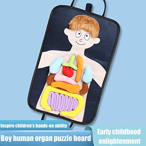 Modelo anatómico muñeca 3D juguete anatómico cuerpo humano muñeca Organ muñeca juguete pedagógico juguete Whats Inside Me muñeca aprendizaje modelo para casa preescolar como ayuda para el bebé niños