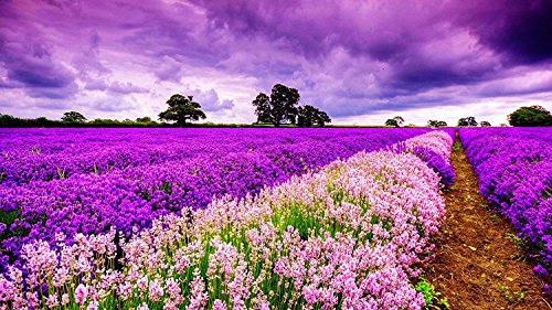 Superpower® Romántico 1000 Piezas Púrpura Cielo Provenza Flor de Lavanda Mar Flores Campo Atardecer Puesta de Sol Paisaje Adultos Juegos Pintura al óleo Puzzles de Piso de Madera