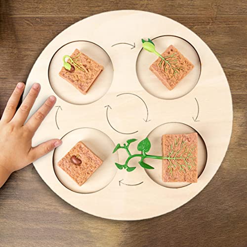 Cyhamse 5 Pcs Ciclo Vida | Juego Juguetes Ciclo Vida Frijol Ancho con Bandeja,Modelo Etapa Crecimiento Frijoles, Modelo Ciclo Vida Plantas Granja,