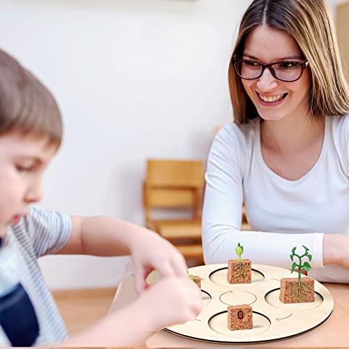 Cyhamse 5 Pcs Ciclo Vida | Juego Juguetes Ciclo Vida Frijol Ancho con Bandeja,Modelo Etapa Crecimiento Frijoles, Modelo Ciclo Vida Plantas Granja,