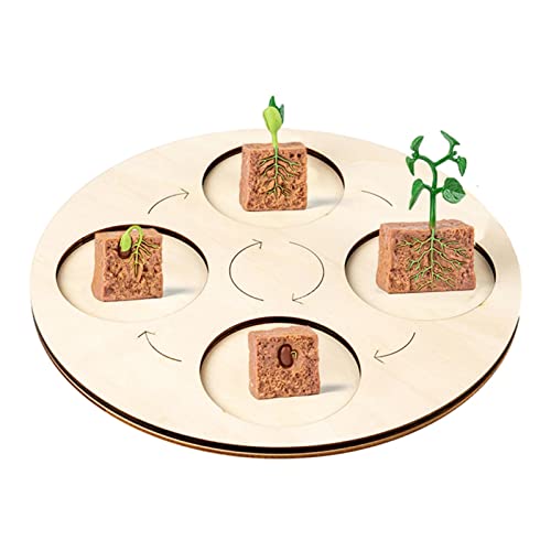 Cyhamse 5 Pcs Ciclo Vida | Juego Juguetes Ciclo Vida Frijol Ancho con Bandeja,Modelo Etapa Crecimiento Frijoles, Modelo Ciclo Vida Plantas Granja,