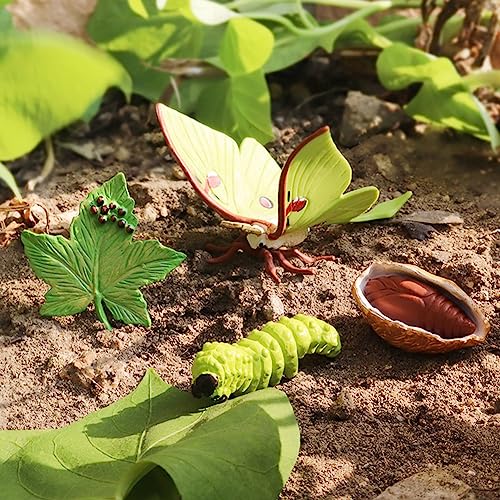 Divono 4 piezas mariposa ciclo de vida y 4 piezas polilla figura, cifras de ciclo de vida de mariposas y polilla, vida animal realista ciclo de crecimiento modelo de figuras de insectos herramienta de