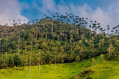 Lais Puzzle El Bosque de Las Palmas paisajes de Palmeras en el Valle de Cocora Cerca de Salento Quindio en Colombia 2000 Piezas