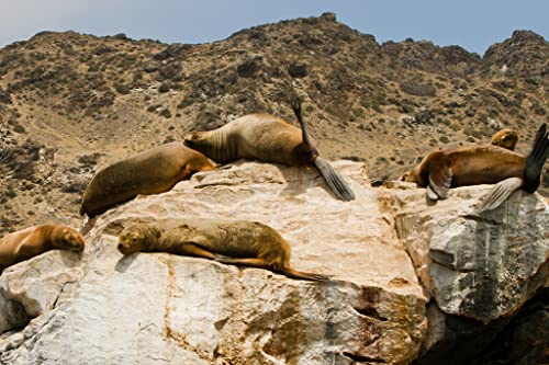 Lais Puzzle Leones Marinos en Las Rocas, SLA Damas, La Serena, Chile 2000 Piezas