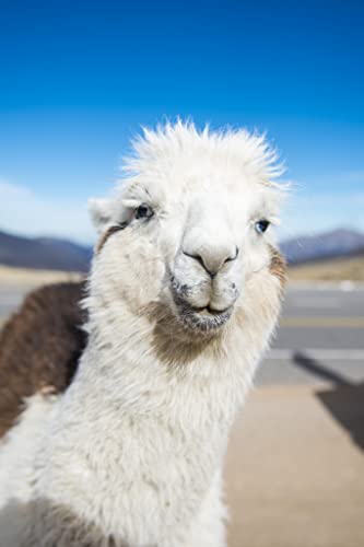 Lais Puzzle Llama en Primer Plano en el altiplano de Tucumán, Argentina 2000 Piezas