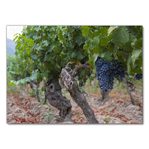 Lais Puzzle Parra con Uvas Rojas en fincas de Chile 1000 Piezas