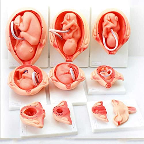 Modelo de Desarrollo de embriones de Embarazo Modelo de Proceso de Desarrollo fetal de 9 Meses (Juego de 10 Piezas)