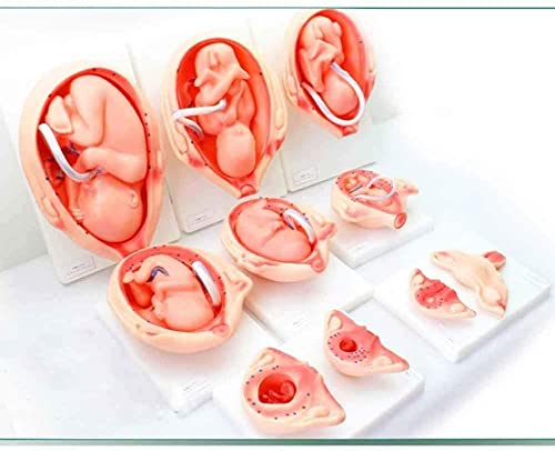 PuPuGou Juego De 10 Piezas Modelo De Desarrollo De Embriones De Embarazo Modelo De Proceso De Desarrollo Fetal De 9 Meses (PVC)