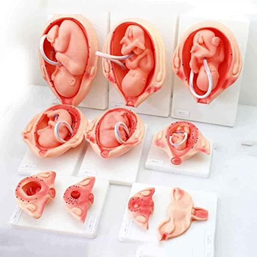 PuPuGou Juego De 10 Piezas Modelo De Desarrollo De Embriones De Embarazo Modelo De Proceso De Desarrollo Fetal De 9 Meses (PVC)