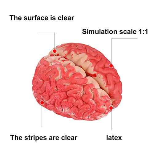 STOBOK Cerebro Sangriento de Halloween Órganos Humanos Falsos Cerebro Artificial Accesorios de Fiesta de Halloween Decoración de Casa Embrujada Juguetes de Truco de Broma de Halloween