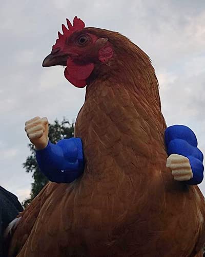 Super Cluck Co. Cluck Kent Superhéroe Brazos de Pollo para Poner en Pollos, Hacer Que tu Pollo Sea Viral, Divertido Regalo de Mordaza (Pequeño (Menos de 23CM)