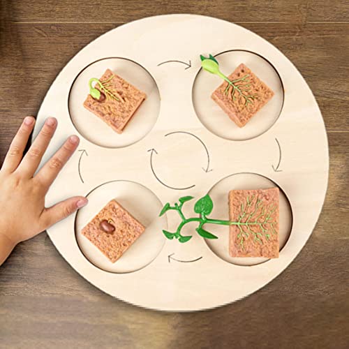 thoran 5 Pcs Ciclo Vida - Juego Juguetes Ciclo Vida Frijol Ancho con Bandeja - Modelo Etapa Crecimiento Frijoles, Modelo Ciclo Vida Plantas Granja