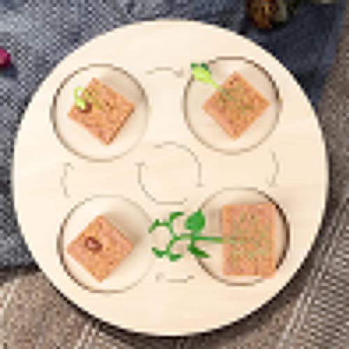 thoran 5 Pcs Ciclo Vida - Juego Juguetes Ciclo Vida Frijol Ancho con Bandeja - Modelo Etapa Crecimiento Frijoles, Modelo Ciclo Vida Plantas Granja