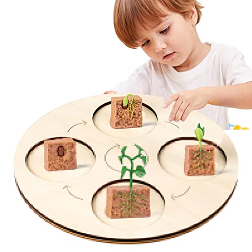 thoran 5 Pcs Ciclo Vida - Juego Juguetes Ciclo Vida Frijol Ancho con Bandeja - Modelo Etapa Crecimiento Frijoles, Modelo Ciclo Vida Plantas Granja