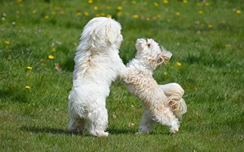 YINGXIN88 Rompecabezas de 3000 Piezas para Adultos, Dos Cachorros encajan Entre sí Rompecabezas Familiares Perfectamente Divertidos para Adultos y niños-87x110cm (34.25x43.31inch)