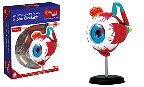 EXPLORA - Ojo - Anatomía del Cuerpo Humano - 546054 - Modelo Realista de 32 Piezas - Instrucciones de Ensamblaje y Cuestionario Educativo - Juego para Niños - Científico - A Partir de 8 años